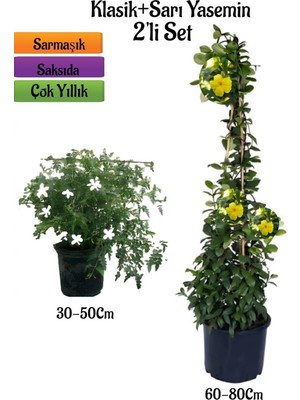 Odea Gardenbox Kokulu Klasik Izmir Yasemin Fidanı + Sarı Renk Yasemin Çiçeği Fidanı 2'li Bahçe Seti