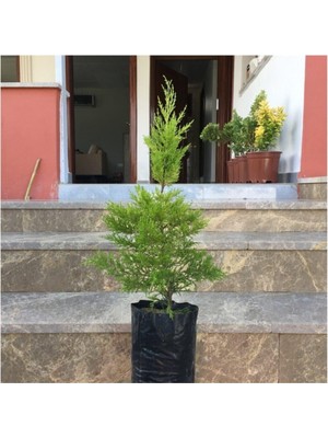 Odea Nura Botanik Tüplü Limoni Servi Fidanı, 4 Adet, Boy 50-60CM, Çok Renkli