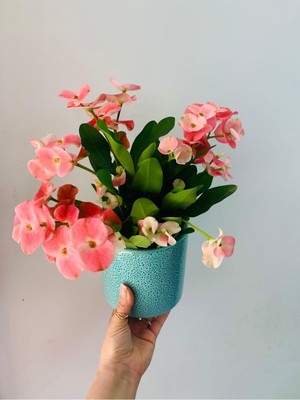 Odea Bitkim Sende Dikenler Tacı 15-45 cm Saksılı Kaktüs Euphorbia