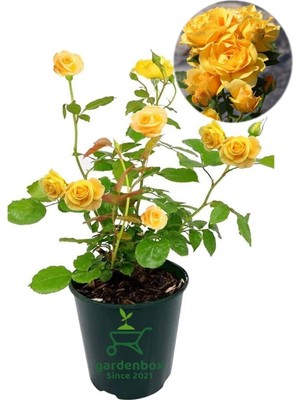 Odea Nura Botanik Yediveren Sarı Gül Fidanı, Saksılı, 30-60 Cm, Dış Mekan Çiçeği