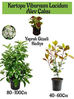 Odea Kampanyalı Kartopu Viburnum Lucidum 1 Adet Alev Çalısı 1 Adet Yaprak Güzeli Hediye Bahçe Bitkisi, BTS1852024NA08