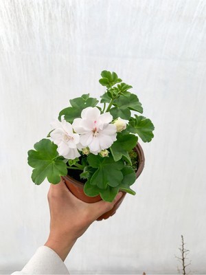 Odea Nura Botanik Beyaz Sakız Sardunya Çiçeği Fidanı, 15-25 Cm, Saksılı, Pelargonium