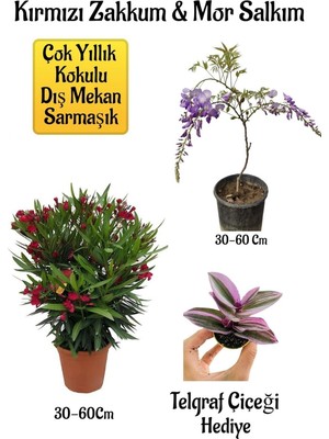 Odea Kırmızı Zakkum Fidanı+Mor Salkım Ağacı Fidanı Telgraf Çiçeği Hediyeli Bahçe Peyzaj Seti