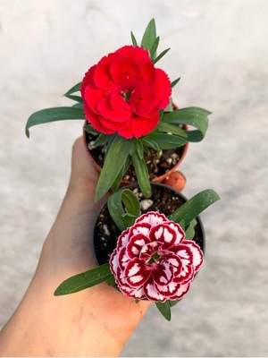 Odea Mini Saksıda Karışık Renk Bodur Karanfil 2 Adet Çiçekli Bodur Bitki