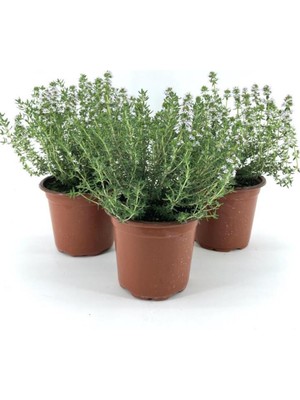 Odea Gardenbox Saksılı Kekik Fidanı, 10-20 Cm, 3 Adet, Potted Thyme Sapling