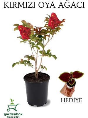 Odea Kırmızı Oya Ağacı 1 Adet Dış Mekan Saksılı 30-60CM +Yaprak Güzeli, GRB080624NA95
