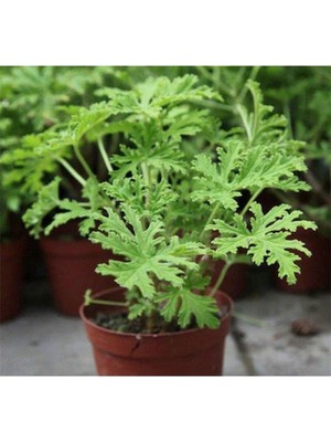 Odea Videolu Kokulu Itır Bitkisi 1 Adet Saksılı 15-25CM Iç Mekan Teras Bitkisi Pelargonium Odoratissimum