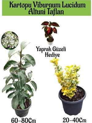 Odea Kartopu Viburnum Lucidum 1 Adet+Altuni Taflan 1 Adet+Yaprak Güzeli Hediye Bahçe Bitkisi, BTS1852024NA10