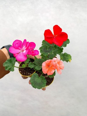 Odea Gardenbox Mini Saksıda Sardunya Fidesi, Karışık Renk