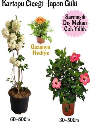 Odea Gardenbox Kartopu Çiçeği, Pembe Japon Gülü, Sarı Gazanya Saksılı Bahçe Seti, Çok Renkli