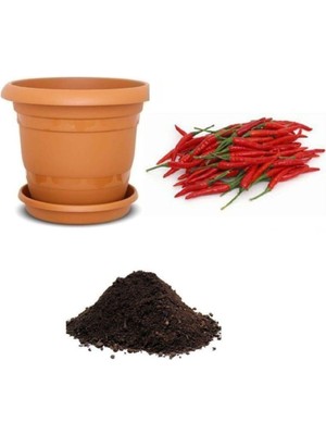 Odea Gardenbox Ithal Acı Wyang Ping Biberi Tohumu, 10 Adet Ekim Seti, Tohum + Toprak + Saksı