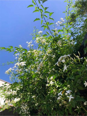 Odea Gardenbox Jasminum Polyanthum Jasmine Kokulu Çin Yasemini Beyaz, Saksılı, 30-60CM, 1 Adet