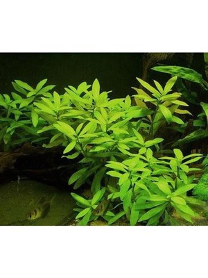 Odea Hygrophila Polysperma Ceylon Zeytin Saksı- Canlı Bitki