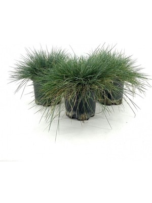 Odea Videolu Natural Mavi Çim Bitkisi Fidanı 3 Adet 25-40 cm Saksılı Dış Mekan Ağaçları Festuca Glauca