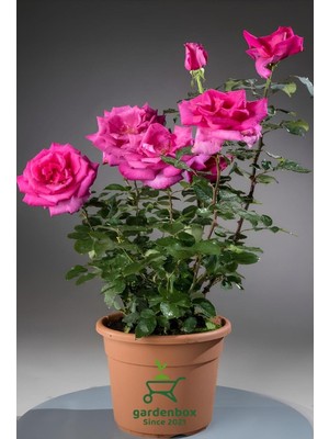 Odea Pembe Renk Isparta Gülü Yoğun Kokulu 1 Adet 30-50CM