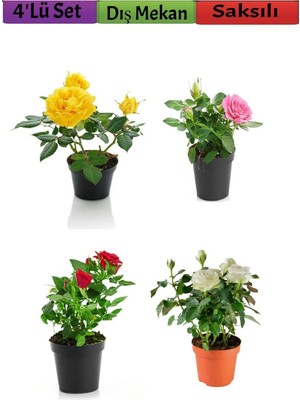Odea 4'lü Bahçe Seti Kırmızı+ Beyaz+ Sarı+ Pembe Gül Fidanları (15-25 Cm) Dış Mekan Bitkileri, BTSNU2102202418