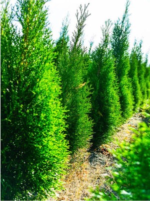 Odea Nura Botanik Limon Selvi (30-40 Cm), 10 Adet Tüplü Dış Mekan Bitkisi, Cupressus Macrocarpa Goldcrest