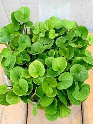Odea Gardenbox Dichondra Repens Fare Kulağı Çimi, Saksılı, Yeşil