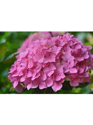 Odea Pembe Ortanca Fidanı Saksılı
