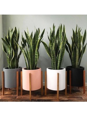 Odea Gardenbox Sansevieria Paşa Kılıcı Peygamber Kılıcı Canlı Iç Mekan Bitkisi