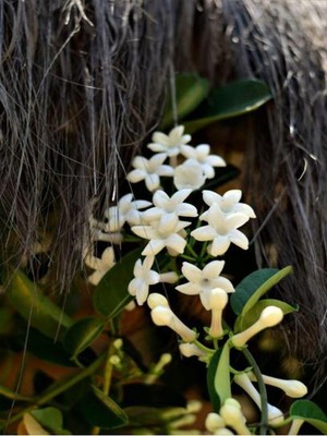 Odea Videolu Kokulu Sarmaşık Beyaz Yasemin Fidanı 1 Adet Saksılı/tüplü 90-120 cm (White Jasmine)