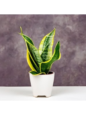 Odea Nura Botanik Sansevieria Paşa Kılıcı Peygamber Kılıcı Bitkisi, 20-30 Cm, Plastik Saksıda