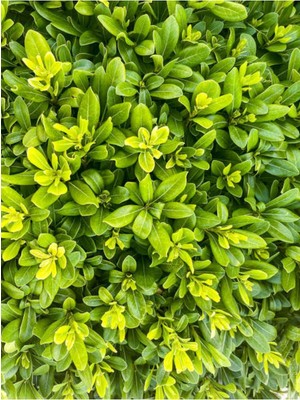 Odea Videolu Pitos Bodur Yıldız Çalısı Fidanı 1 Adet Saksılı/tüplü 15-30CM (Pittosporum Tobira)