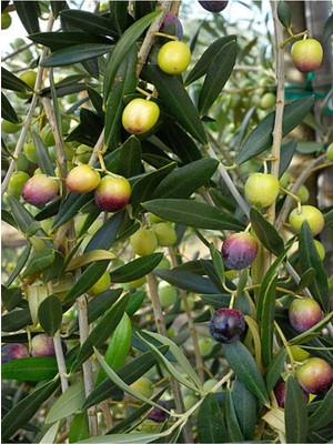 Odea Videolu Arbequina Zeytin Fidanı 6 Adet Tüplü/saksılı 30-60 cm Bahçe Bitkisi (Olive Sapling)