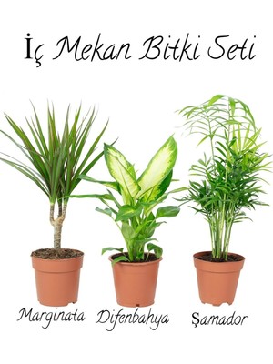 Odea Serada Decor & Plant Salon Bitki Seti, Dracaena Marginata (35-50CM), Difenbahya (30-50CM), Şamador (15-25CM)