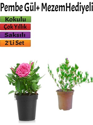 Odea Gardenbox Kokulu Pemba Gül Fidanı 15-25 Cm, Mezem Hediyeli, Çok Renkli, Dış Mekan Bitkisi