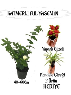 Odea Nura Botanik Mis Kokulu Katmerli Ful Yasemin 40-60CM + Yaprak Güzeli Kurdele Çiçeği Hediyeli