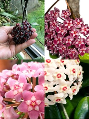 Odea Gardenbox Kokulu Mum Çiçeği Bitkisi (Hoya) 4 Adet Saksılı 10-20CM Iç Mekan Salon Bitkisi