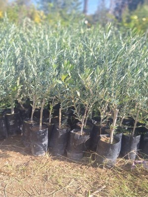 Odea Nura Botanik Sofralık Gemlik Zeytin Fidanı, 5 Adet Tüplü, 40-65CM, Bol Verimli