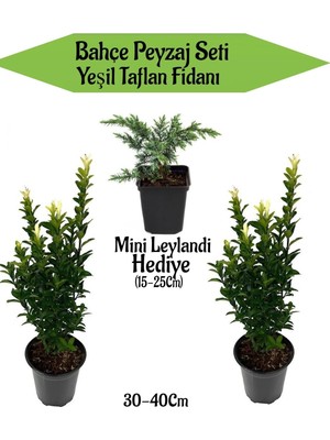 Odea Serada Decor & Plant Bahçe Peyzaj Seti, 2 Adet Yeşil Taflan + Hediye Mini Leylandi Fidanı, 30-40CM