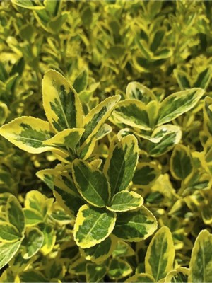 Odea Gardenbox 10 Adet Sarı Alacalı Taflan Fidesi, Altuni Gold Taflan, Euonymus Japonica