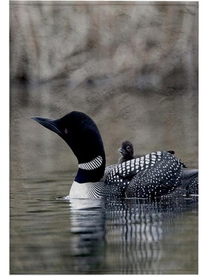 Odea 3D Rose British Columbia. Civcivli Common Loon CN02 CSL0062-CHARLES Sleicher El/spor Havlusu, 15 x 22