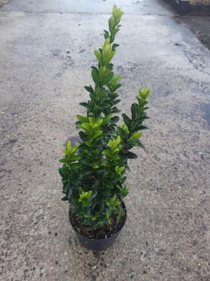 Odea Serada Decor & Plant Canlı Yeşil Taflan Çiçeği, 30-40 Cm, Sakısılı, Euonymus Japonicus