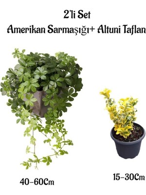 Odea Gardenbox Amerikan Sarmaşığı + Altuni Taflan 2'li Set Çit Bitkisi Fidanı