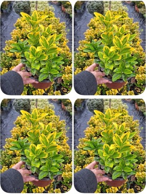 Odea Nura Botanik Altuni Sarı Taflan Dış Mekan Bitkisi, 4 Adet Saksılı, 30-60 Cm, Euonymus Japonica