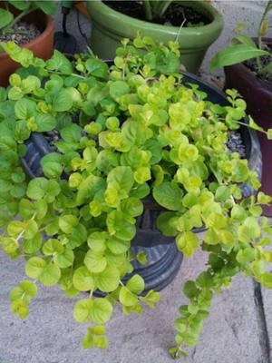 Odea Serada Decor & Plant Makrome Saksılı Altın Kolye Çiçeği, Lysimachia Nummularia, 25-40CM, 1 Adet