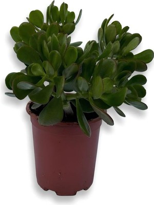 Odea Serada Decor & Plant Yeşim Bitkisi (Crassula Ovata), 15-25CM, Yeşil, Ofis Salon Çiçeği