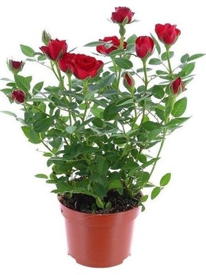 Odea Nura Botanik Yediveren Kırmızı Gül Fidanı, 30-50 Cm, 1 Adet