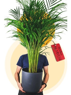 Odea Nura Botanik Areka Palmiyesi, Areca Palm, 90-100 cm