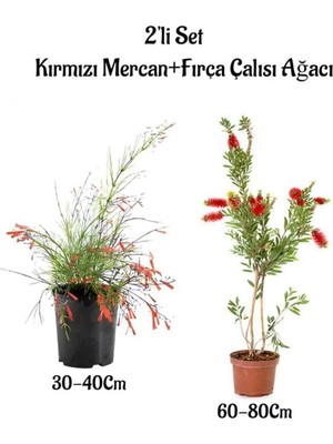 Odea Nura Botanik Kırmızı Mercan Çiçeği Fidanı + Fırça Çalısı Ağacı Fidanı 2'li Set