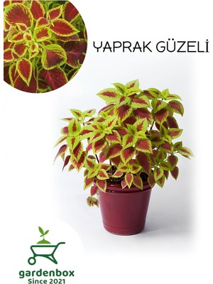 Odea Nura Botanik Yeşil-Kırmızı Yapraklı Yaprak Güzeli Çiçeği, 1 Adet Saksılı