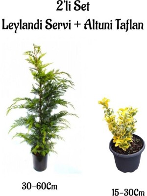 Odea Gardenbox Leylandi Çam Ağacı Fidanı + Altuni Taflan Çit Bitkisi 2'li Set, Çok Renkli