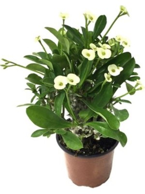 Odea Bitkim Sende Sarı Dikenler Tacı Japon Iğnesi Euphorbia Milli, Canlı Iç Mekan Bitkisi