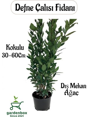 Odea Nura Botanik Yaprağı Kokulu Defne Fidanı, 30-60 Cm, Saksılı, Laurus Nobilis