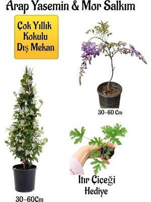 Odea Nura Botanik Kokulu Arap Yasemin Çiçeği + Mor Salkım Ağacı Fidanı, Itır Çiçeği Hediyeli Peyzaj Seti, 30-60 cm