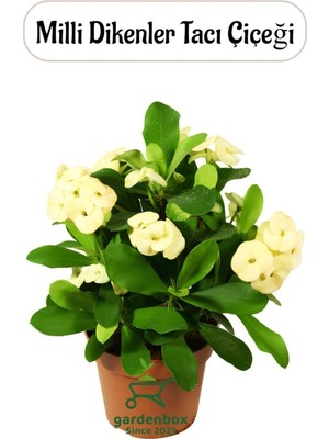 Odea Nura Botanik Sarı Renk Milii Dikenler Tacı Çiçeği, 1 Adet Saksılı, Yellow Euphorbia Milii